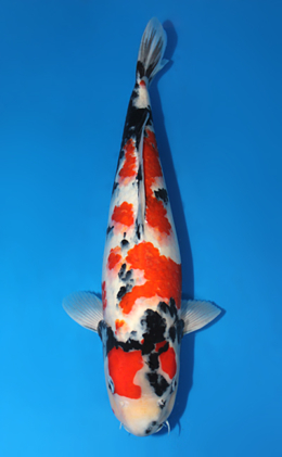 Showa - koi #x0612b028