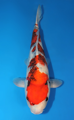 Showa - koi #x0612b029