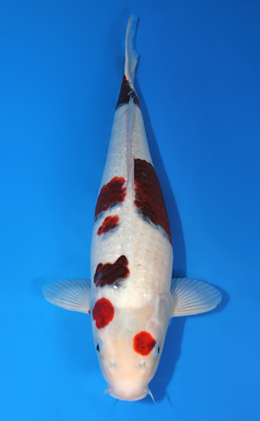 Aigoromo - koi #x0612b031