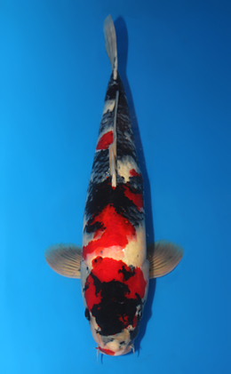 Showa - koi #x0612b032