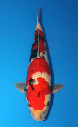 Showa - koi #x0612b033