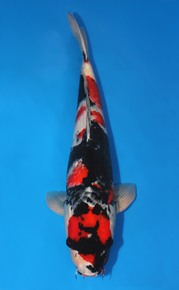 Showa - koi #x0612b039