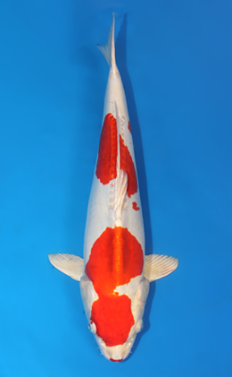 Kikusui - koi #x0612b040