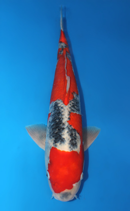 Goshiki - koi #x0612b043