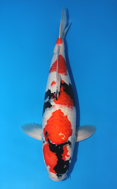 Showa - koi #x0612b046