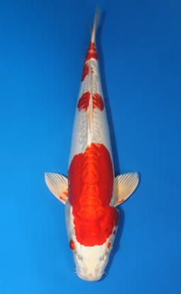 Kikusui - koi #x0612b050