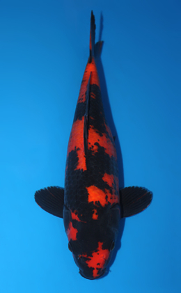Hi Utsuri - koi #x0616a002-re