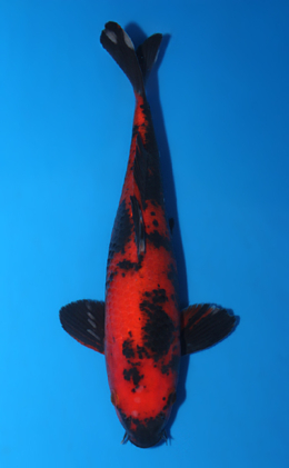 Hi Utsuri - koi #x0616a003-re