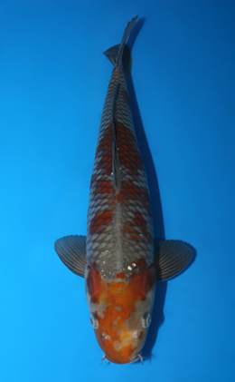 Ochibashigure - koi #x0616a005-re
