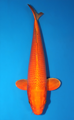Orange Ogon - koi #x0616a007-re