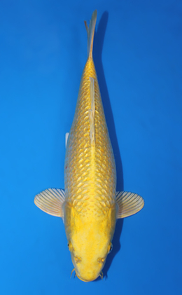 Ginrin Ogon - koi #x0616a011-re
