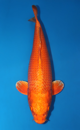 Orange Ogon - koi #x0616a013-re