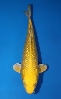 Ginrin Ogon - koi #x0616a014-re