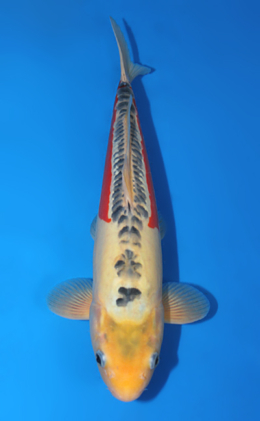 Shusui - koi #x0616a017-re