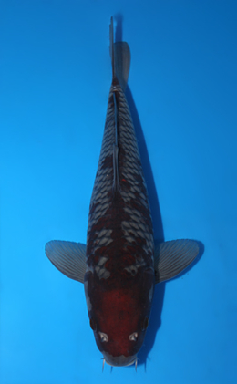 Ochibashigure - koi #x0616a022-re