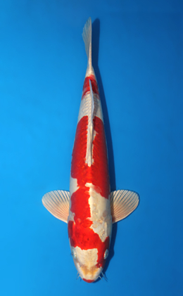 Kikusui - koi #x0616a023-re