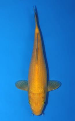 Kigoi - koi #x0616a025-re