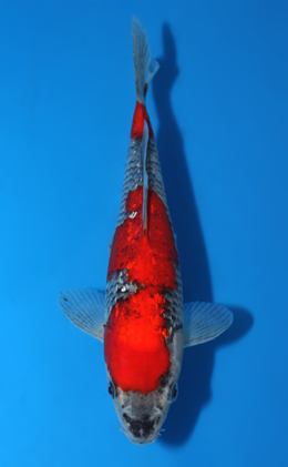 Ginrin Goshiki - koi #x0616a028-re