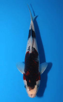 Budogoromo - koi #x0616a029-re
