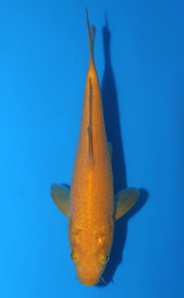 Kigoi - koi #x0616a030-re