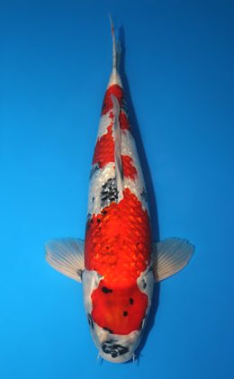 Ginrin Showa - koi #x0616b001