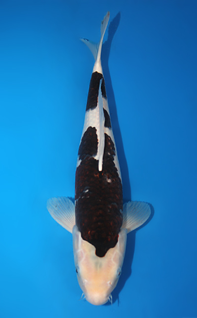 Budogoromo - koi #x0616b003