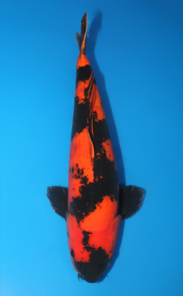 Hi Utsuri - koi #x0616s003