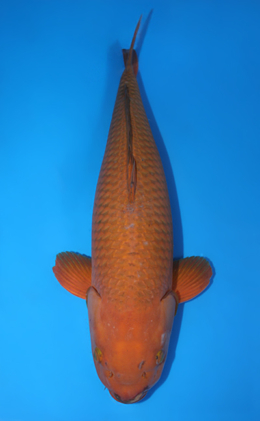 Chagoi - koi #x0616s005
