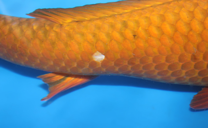 Chagoi - koi #x0616s005 - Side View A