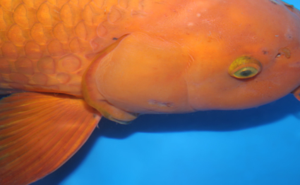 Chagoi – koi #x0616s005 - Image 3