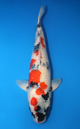 Showa - koi #x0616s006