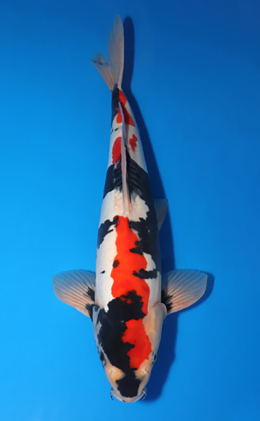Doitsu Showa - koi #x0618t003