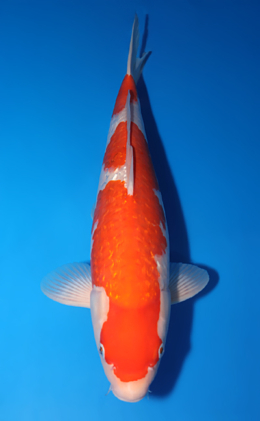 Ginrin Kohaku - koi #x0618t004