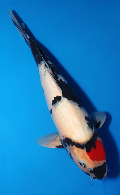 Tancho Showa - koi #x0618t006 - Marudo Koi Farm