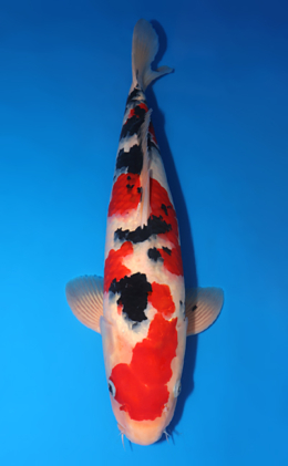 Taisho Sanke - koi #x0618t008