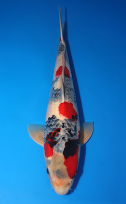 Showa - koi #x0618t009