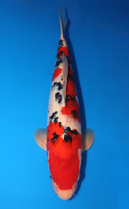 Taisho Sanke - koi #x0618t010