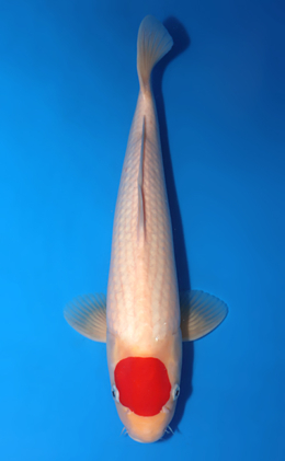 Tancho Kohaku - koi #x0618t012