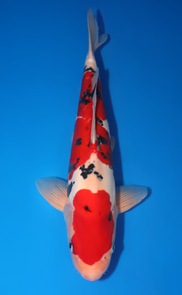 Doitsu Sanke - koi #x0618t014