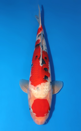 Taisho Sanke - koi #x0618t015