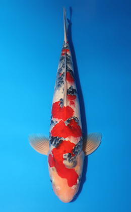 Showa - koi #x0618t016