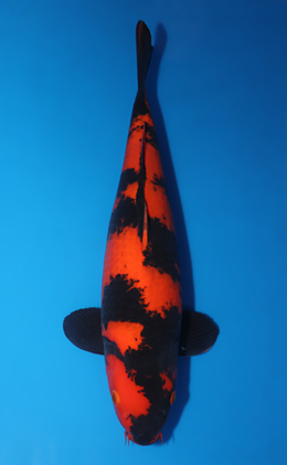 Hi Utsuri - koi #x0618t021