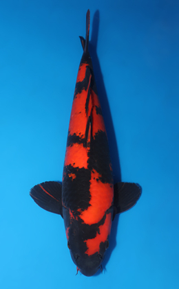 Hi Utsuri - koi #x0618t022