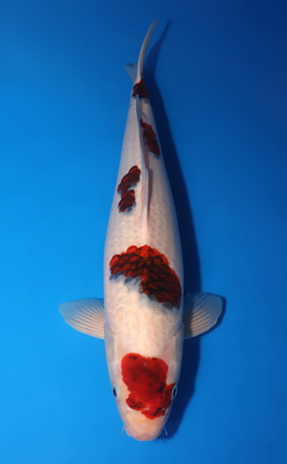 Aigoromo - koi #x0618t023