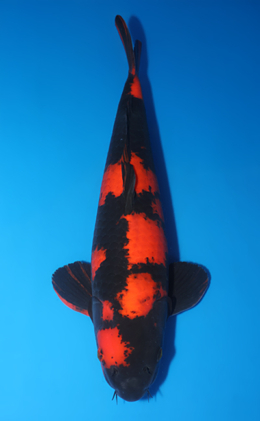 Hi Utsuri - koi #x0618t025