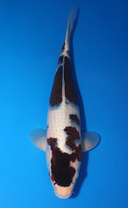 Budogoromo - koi #x0618t026