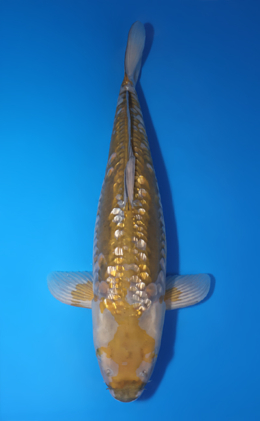 Kawari - koi #x0618t027