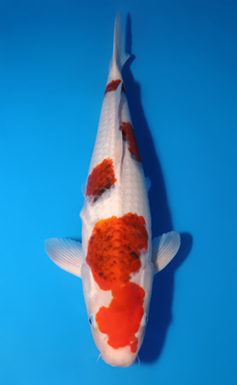 Aigoromo - koi #x0618t028