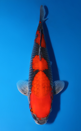 Goshiki - koi #x0618t029