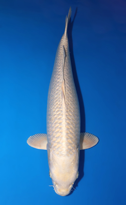 Ginrin Platinum - koi #x0618t032
